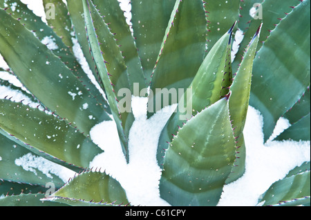 Winter comes to the Parker Creek Cliffs area northeast of Roosevelt Lake area, AZ. Stock Photo