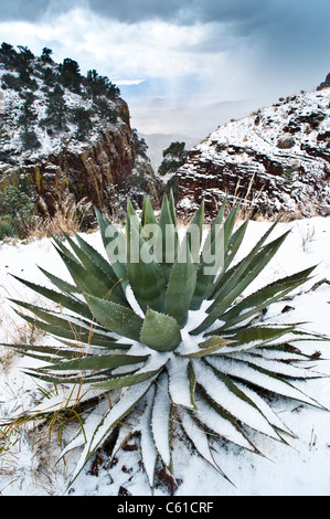 Winter comes to the Parker Creek Cliffs area northeast of Roosevelt Lake area, AZ. Stock Photo