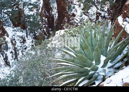 Winter comes to the Parker Creek Cliffs area northeast of Roosevelt Lake area, AZ. Stock Photo