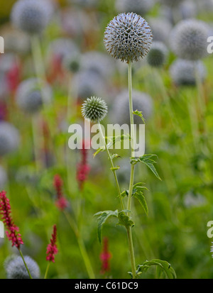 Echinops or more commonly known as the Globe thistle which as spiky leaves and bristly metallic blue flowers. Stock Photo