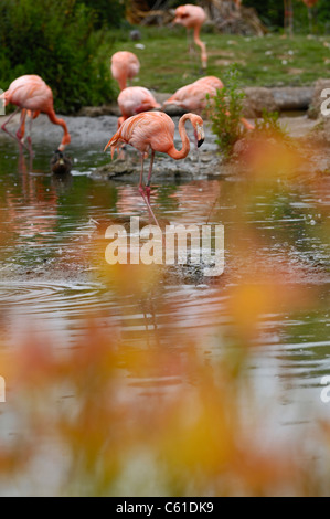 Chilean Flamingo a wading bird which uses its beak to filter food from the water Stock Photo