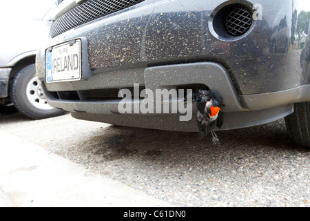 roadkill red winged blackbird bird caught on fly covered car bumper in north america Stock Photo