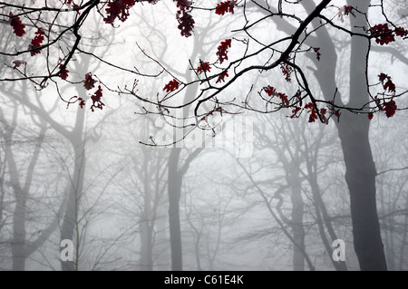 A foggy day in Highgate Wood, London Stock Photo
