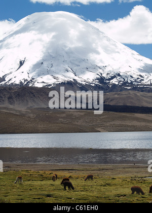 Vulcan Parinacota, Lago Chungara in Parque Nacional Lauca, Chile Stock Photo