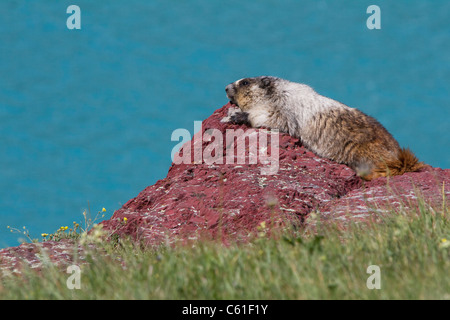 Hoary marmot (Marmota caligata) resting in front of Cracker Lake, Glacier National Park, Montana, USA Stock Photo