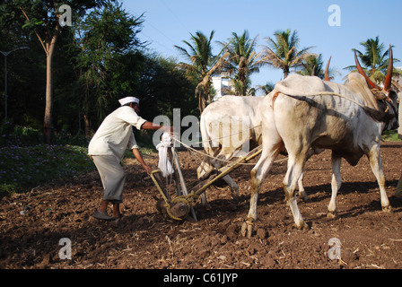 farmer and bullock cart Stock Photo