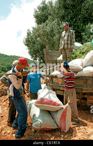 South Turkey Farm Farmer Turkish Harvest between Kas and Antalya Stock ...