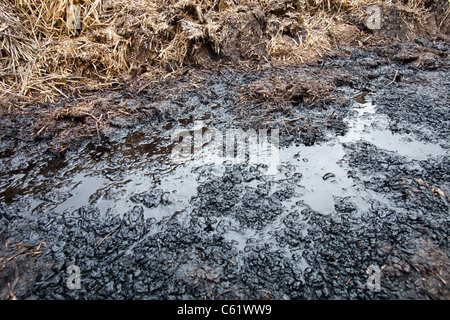 Liquid leaching from a manure pile. Stock Photo