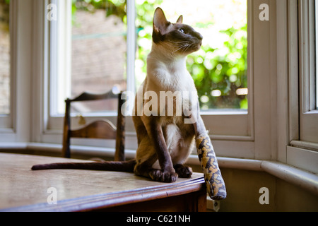 chocolate point siamese cat with broken paw / leg in bandage  siting on a table looking out of a window Stock Photo