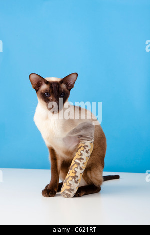 chocolate point siamese cat with broken paw / leg in bandage  siting on a plain white table with black background Stock Photo