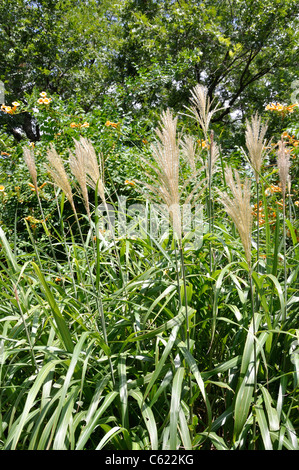 Red Silver Maiden Grass Miscanthus sinensis 'Rotsilber' Stock Photo