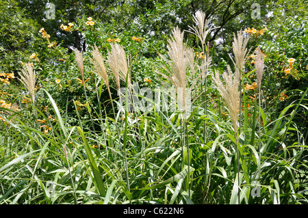 Red Silver Maiden Grass Miscanthus sinensis 'Rotsilber' Stock Photo