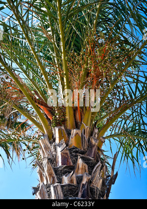 Palm berries detail, Mediterranean Stock Photo