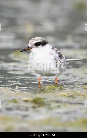 The sleaset tern is the smallest of American Terns. Stock Photo