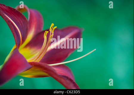 Hemerocallis 'Stafford'. Daylily 'Stafford' flower Stock Photo