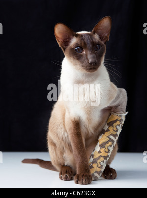 chocolate point siamese cat with broken paw / leg in bandage  siting on a plain white table with black background Stock Photo
