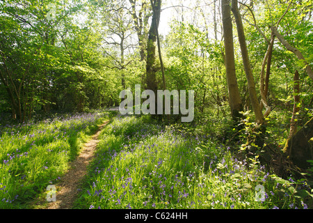 Bluebells in Forest Clearing, Norfolk, UK Stock Photo