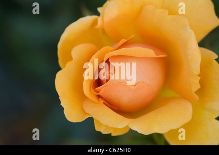 Rosa Golden Beauty 'Korberbeni'. Deep yellow rose Stock Photo