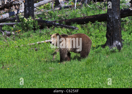 Grizzly Bear, Ursus arctos horribilis. A grizzly bear in an area of forest fire regeneration in Yellowstone National Park. Stock Photo