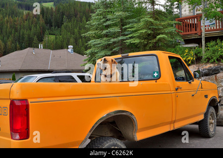 A handsome mixed breed dog waits in the back of a pickup truck for his owner to return. Stock Photo