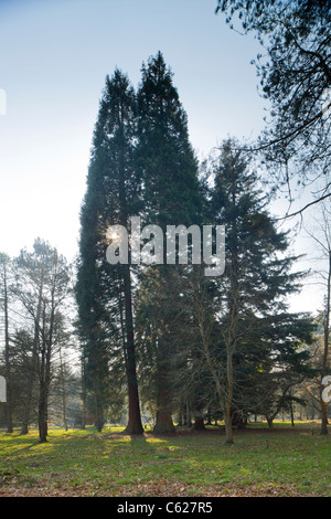 Giant Redwood Tree, Forest of Dean, Gloucestershire, UK Stock Photo