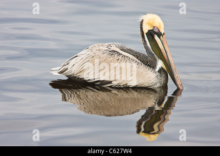 Brown Pelican, Pelecanus occidentalis, at St. Andrew State Park in Florida. Stock Photo