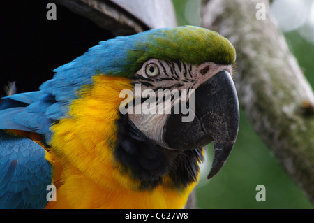 Head of Blue and Yellow Macaw with eye contact. Also known as blue and gold macaw. Scientific name Ara ararauna. Stock Photo