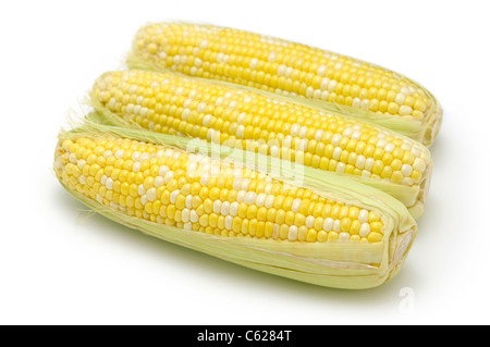 Maize / Corn on the Cob Stock Photo