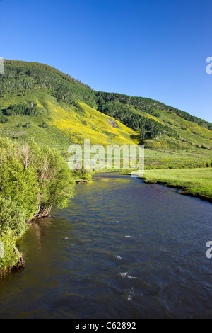 Aspen Sunflowers grow on hillsides along Brush Creek, near Crested Butte, Colorado, USA Stock Photo