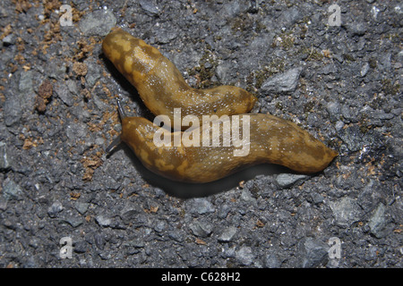 two yellow slugs on pavement Limax flavus