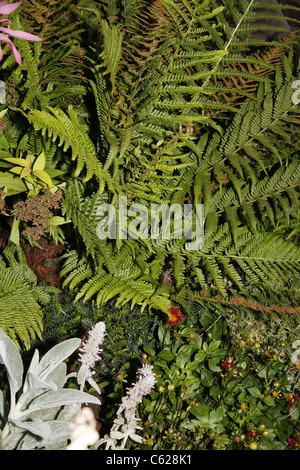 male fern and plants in garden Dryopteris filix-mas Stock Photo