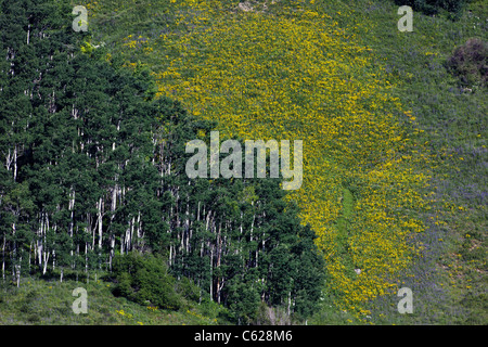 Aspen Trees and Aspen Sunflowers grow on the east side of Mount Crested Butte near Crested Butte, Colorado, USA Stock Photo