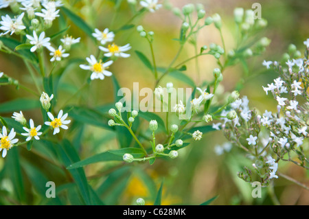 variety of wild flowers growing Stock Photo