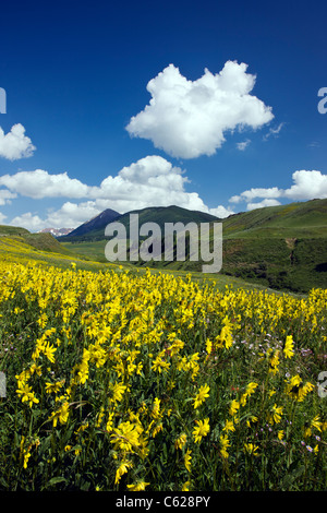 Aspen Sunflowers grow along Washington Gulch, Snodgrass Mountain beyond, near Crested Butte, Colorado, USA Stock Photo