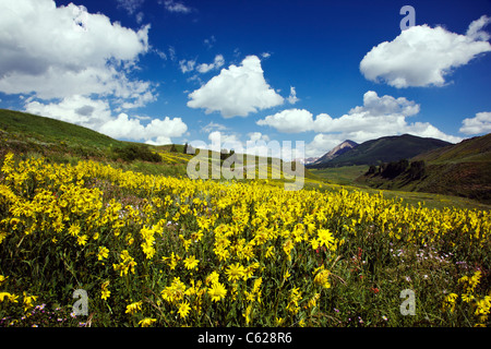 Aspen Sunflowers grow along Washington Gulch, Snodgrass Mountain beyond, near Crested Butte, Colorado, USA Stock Photo