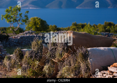 Lavender packed in bags on island Hvar, Dalmatia, Croatia Stock Photo