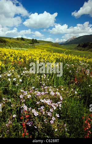 Wild Pink Phlox and Aspen Sunflowers grow along Washington Gulch, Snodgrass Mountain beyond, near Crested Butte, Colorado, USA Stock Photo