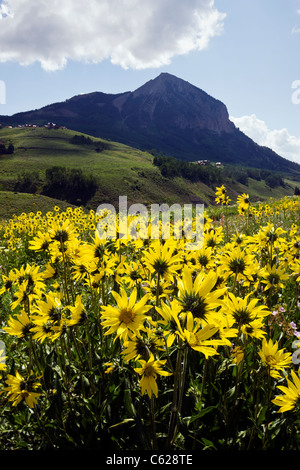 Aspen Sunflowers with Mount Crested Butte (12,162') beyond, near Crested Butte, Colorado, USA Stock Photo