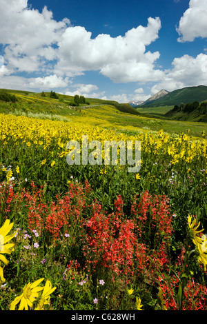 Ipomopsis Tenuitruba and Aspen Sunflowers grow along Washington Gulch, Snodgrass Mountain beyond, near Crested Butte, Colorado Stock Photo