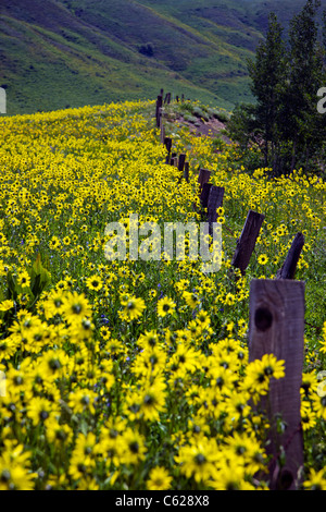 Wild Aspen Sunflowers grow in a pasture in Washington Gulch, near Crested Butte, Colorado, USA Stock Photo