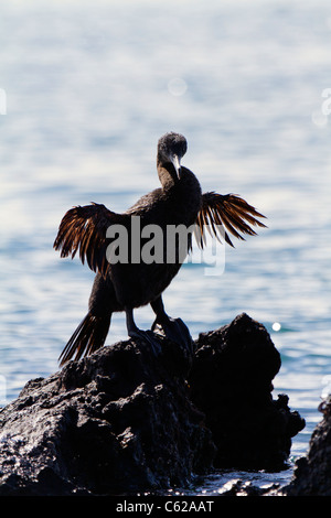 Flightless Cormorant drying it's wings in the sun, Elizabeth Bay, Isabella Island, Galapagos Stock Photo
