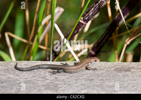 Common Lizard - Lacerta vivipara Stock Photo