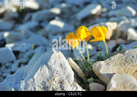 Mount Ventoux poppy - Yellow Alpine poppy (Papaver alpinum ssp rhaeticum) flowering in summer on the top of Mount Ventoux Stock Photo