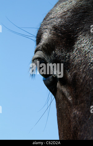 Horse's eye Stock Photo