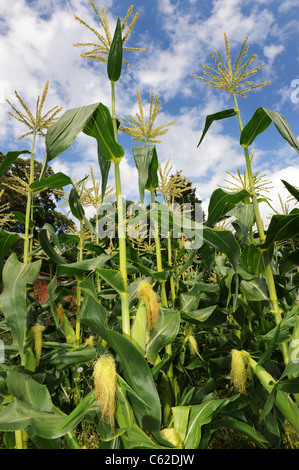 Maize or Sweet Corn growing in North Somerset Uk Stock Photo