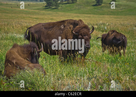 Herd of Buffalo on a grassland prairie in Custer State Park Black Hills South Dakota USA US closeup nobody horizontal hi-res Stock Photo