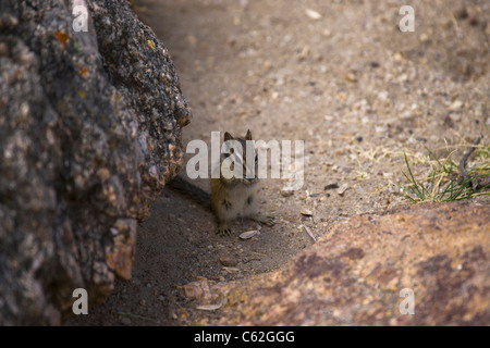 A close up of chipmunk sitting by a rock and eating sunflower seeds hi-res Stock Photo