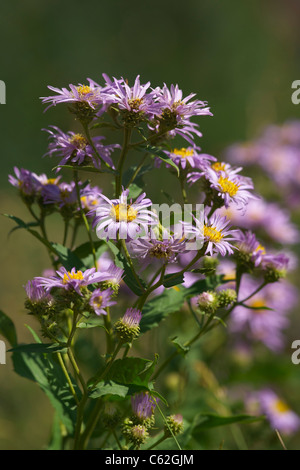 Purple New England Asters Aster novae-angliae wild flowers blurred blurry background in Black Hills South Dakota vertical nobody none  hi-res Stock Photo