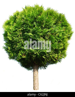 Thuja tree isolated on a white background. Stock Photo