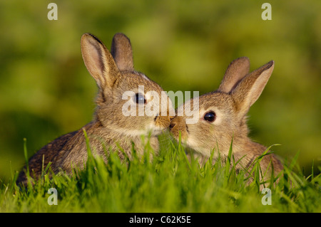 RABBIT Oryctolagus cuniculus  A pair of young rabbits, or kittens, briefly touch noses in a touching moment Norfolk, UK Stock Photo